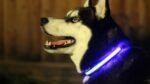Hundehalsband mit LED Beleuchtung